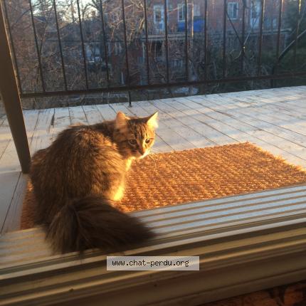 Photo 1/1 Chester Chat perdu à Laval