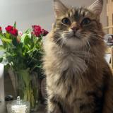 Photo de chat perdu à Fresnay Sur Sarthe