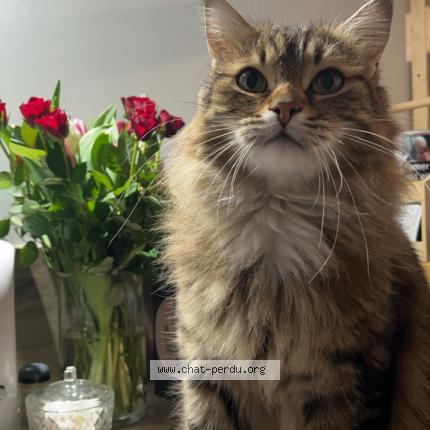 Photo 1/1 Chat retrouvé Perdu à Fresnay sur sarthe