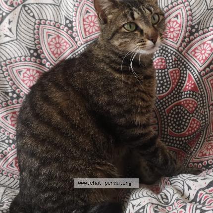 Photo 1/1 Chat retrouvé Perdu à Pau