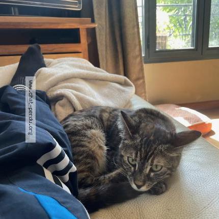 Photo de chat perdu à Colombes