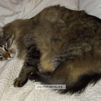 Photo 1/1 Orion Chat perdu à Landudal