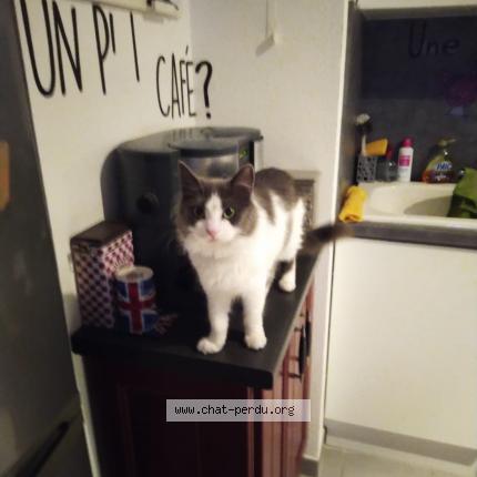 Photo 1/1 Symphonie Chat perdu à Beziers