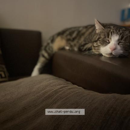 Photo 1/1 Chat retrouvé Perdu à Murs erigne