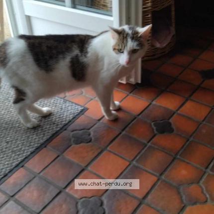 Photo de chat trouvé à Froideval