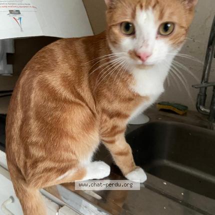 Photo de chat perdu à Migne Auxances