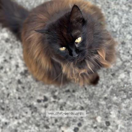 Photo de chat perdu à Crimolois