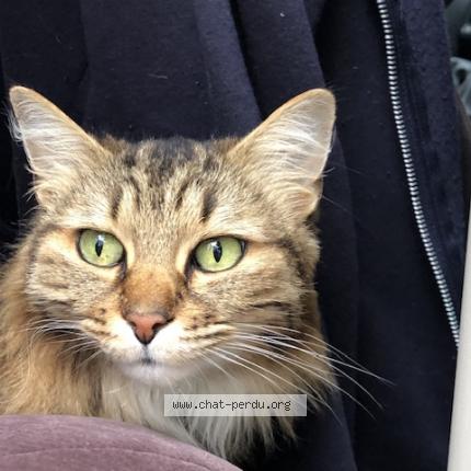 Photo 1/1 Chat retrouvé Perdu à Saint Valery Sur Somme