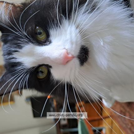 Photo 1/1 Chat retrouvé Perdu à Montreuil