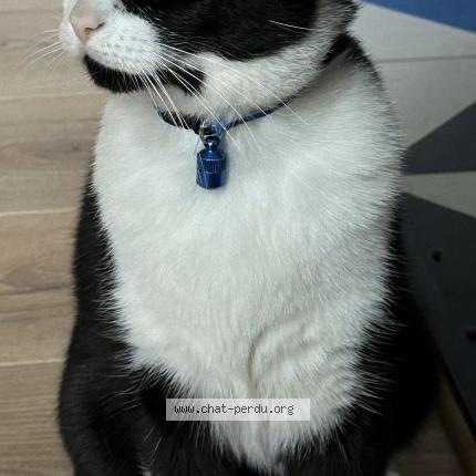 Photo 1/1 Chat retrouvé Perdu à Ivry Sur Seine