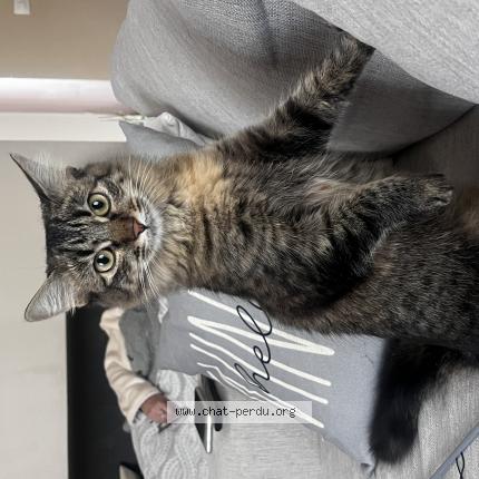 Photo de chat perdu à Montfermeil