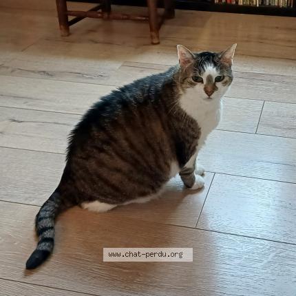 Photo 1/1 Chat retrouvé Perdu à Dijon