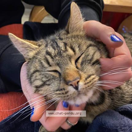 Photo de chat perdu à Les Hogues