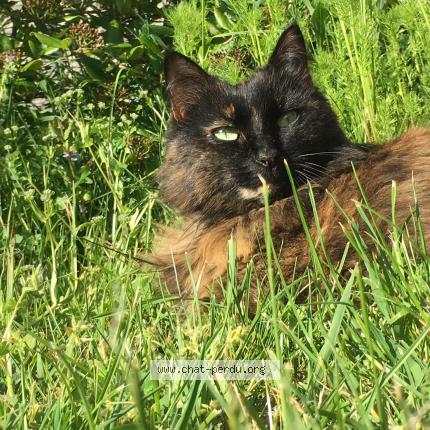 Photo de chat perdu à Etampes