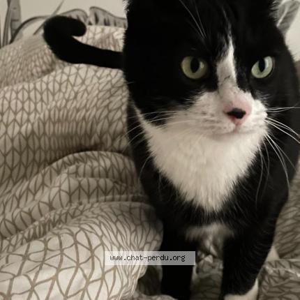 Photo 1/1 Chat retrouvé Perdu à St Marcel Les Valence