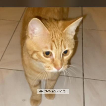 Photo de chat perdu à Istres