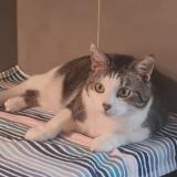 Photo de chat perdu à Preverenges