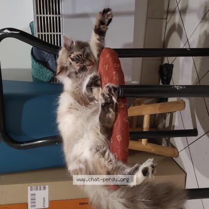 Photo 1/1 Chat retrouvé Trouvé à Lille