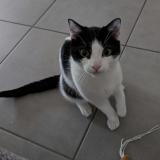 Photo de chat perdu à Blagnac