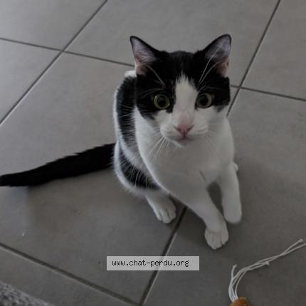 Photo 1/1 Chat retrouvé Perdu à Blagnac