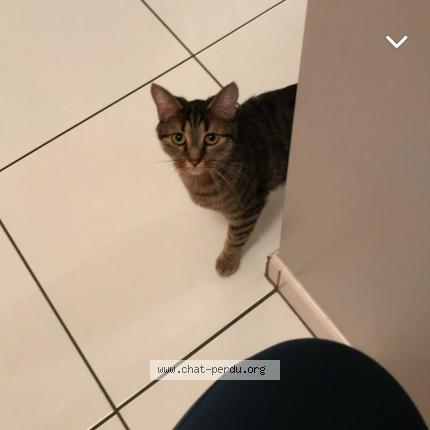 Photo 2/4 Chat retrouvé Perdu à La Bazouge Des Alleux