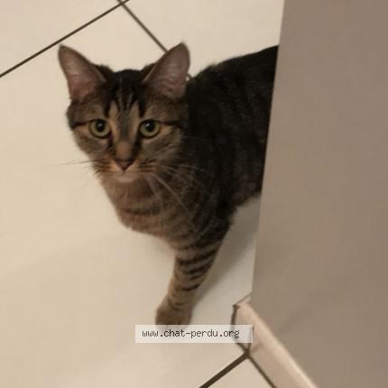 Photo 4/4 Chat retrouvé Perdu à La Bazouge Des Alleux