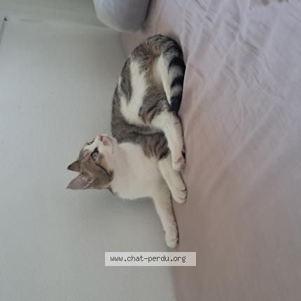 Photo 1/1 Chat retrouvé Perdu à Athis mons