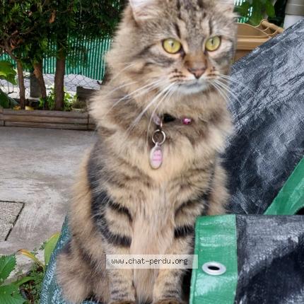 Photo 1/1 Chat retrouvé Perdu à Sartrouville