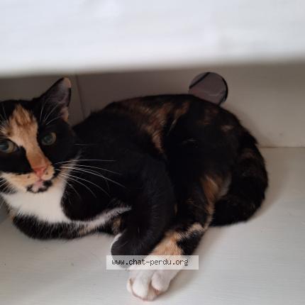 Photo 1/1 Louna Chat perdu à Auchel