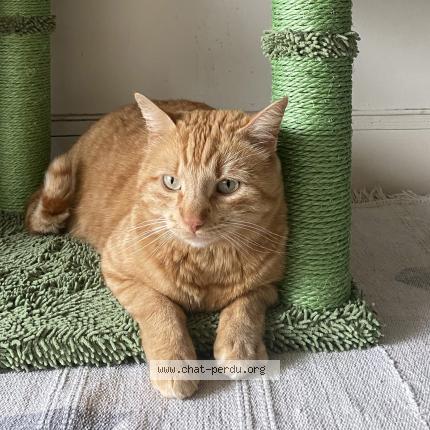 Photo de chat perdu à Champagnac Le Vieux