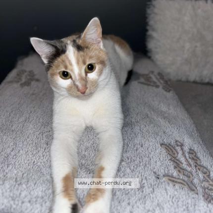 Photo de chat perdu à Saint Etienne