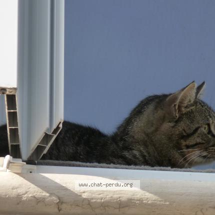 Photo 1/1 Chat retrouvé Trouvé à Amiens
