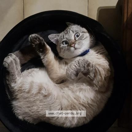 Photo de chat perdu à St Aignan