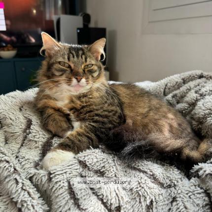 Photo de chat perdu à Saint Nazaire