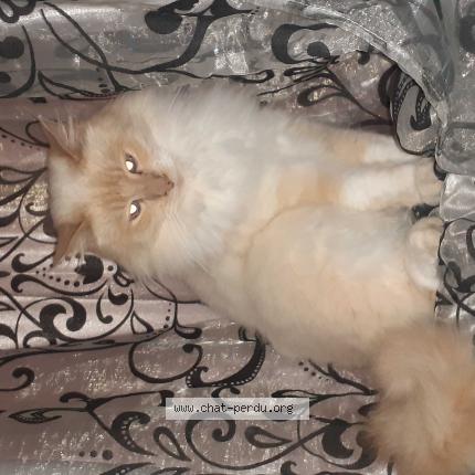 Photo 1/1 Merveille Chat perdu à Les mees