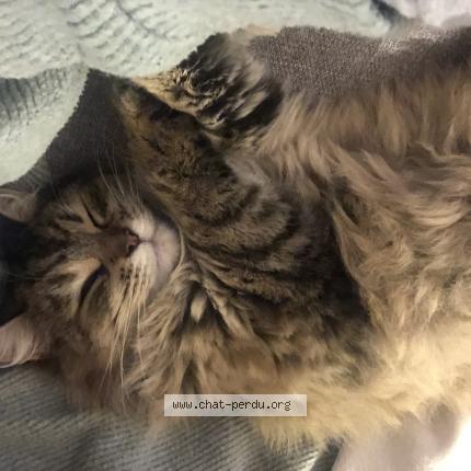 Photo de chat perdu à Lezoux