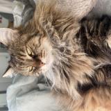 Photo de chat perdu à Saint Germain En Laye