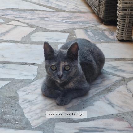 Photo de chat perdu à Bezons