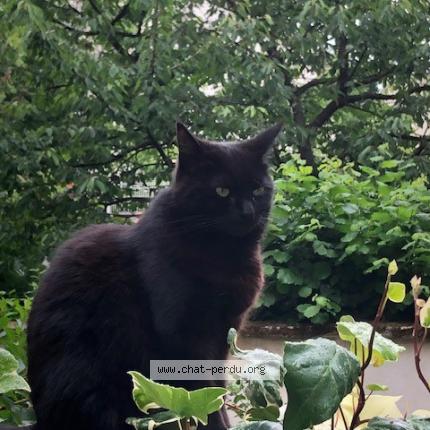 Photo 1/1 Chat retrouvé Perdu à Colombes