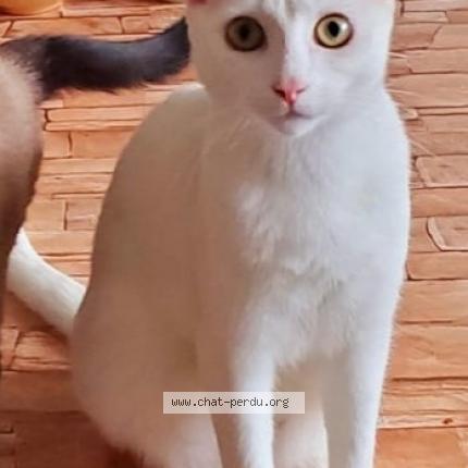 Photo de chat perdu à Mayenne