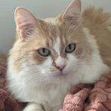 Photo de chat perdu à La Celle St Cloud