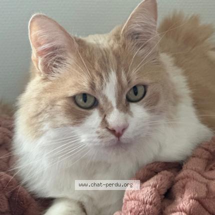 Photo 1/1 Chat retrouvé Perdu à La celle st cloud