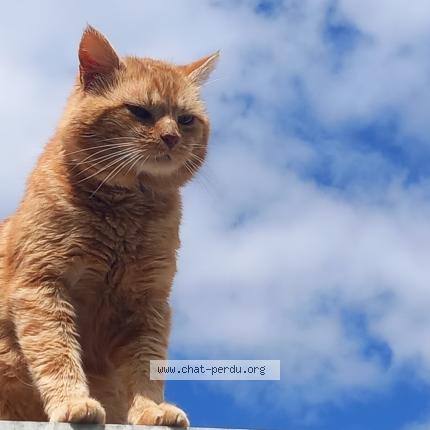 Photo 1/1 Caramel Chat perdu à Mouroux