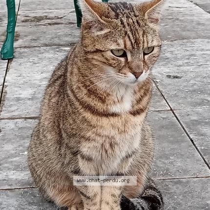 Photo de chat perdu à La Rochette