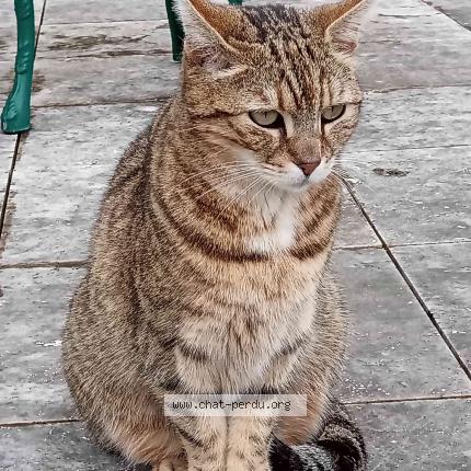 Photo de chat perdu à La Rochette