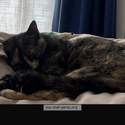 Photo 1/1 Chat retrouvé Perdu à Angers