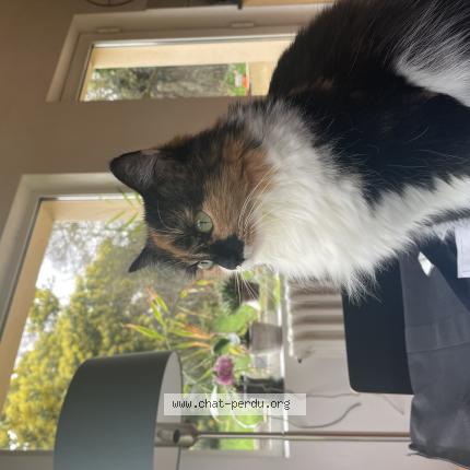 Photo de chat perdu à Saint Brieuc