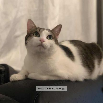 Photo de chat perdu à Cambes En Plaine