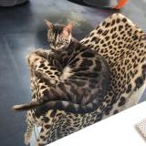 Photo de chat perdu à St Germain En Laye