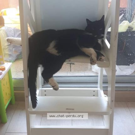 Photo 1/1 Chalumeau Chat perdu à Rodez